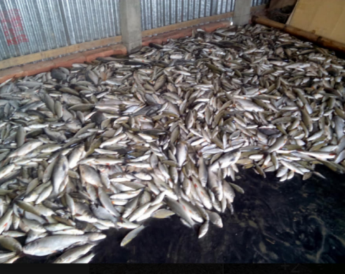 ঝিনাইদহে কীটনাশক প্রয়োগে ১৫ লক্ষ টাকার মাছ নিধন