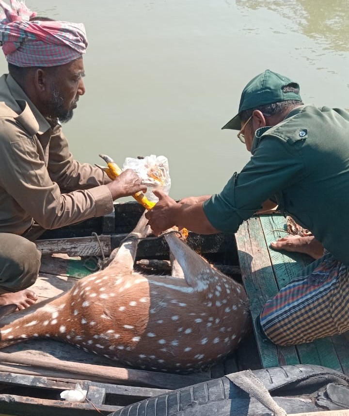 বনের হরিণ লোকালয়ের ঝোপে, উদ্ধারের পর বনেই অবমুক্ত