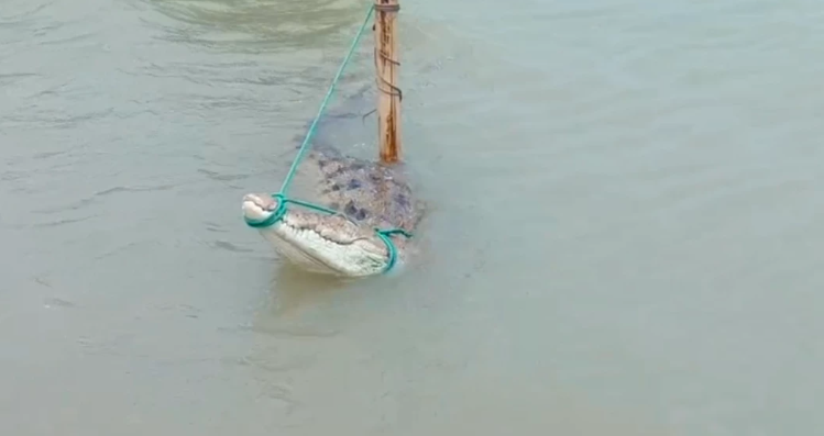 পদ্মা নদীতে জেলের বড়শিতে কুমির আটক