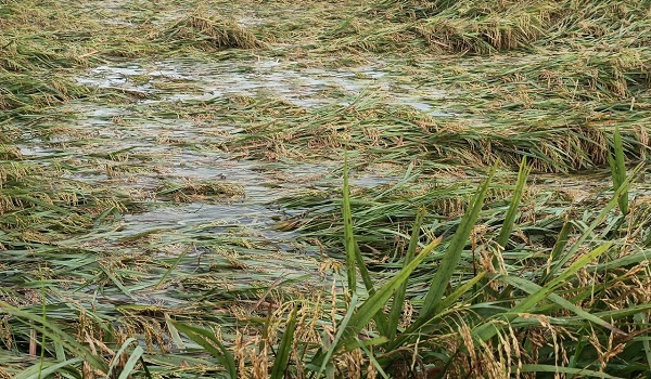 চোখের সামনে তলিয়ে যাচ্ছে স্বপ্ন