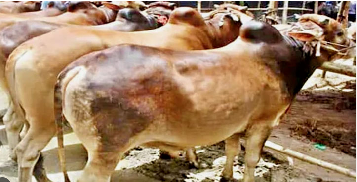 ঈদুল আজহায় পশু কোরবানি হয়েছে ৯৩ লাখ ৬৭ হাজার 