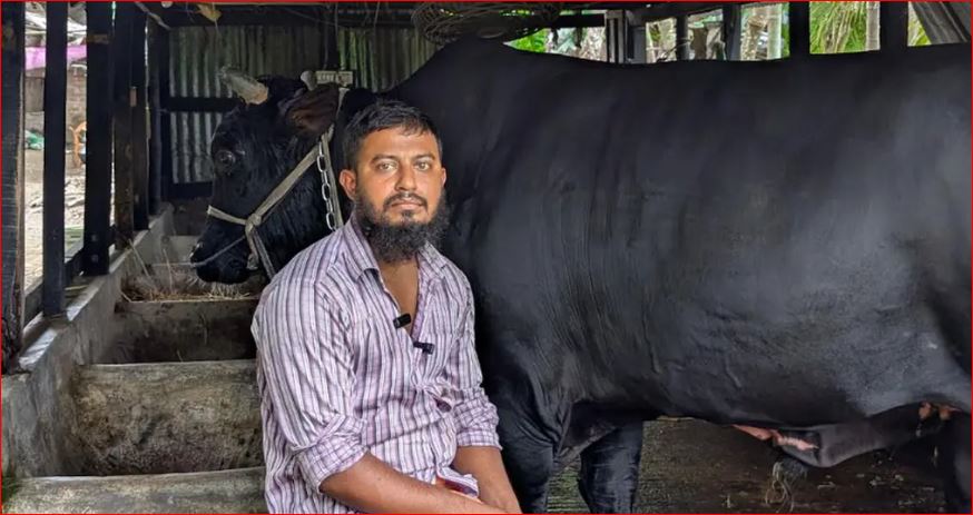 খালেদা জিয়াকে গরু উপহার দেওয়া সেই সোহাগ গ্রেপ্তার