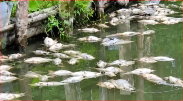 চাঁদা না পেয়ে প্রবাসীর মাছের খামারে বিষ প্রয়োগ, বিএনপি নেতা গ্রেপ্তার